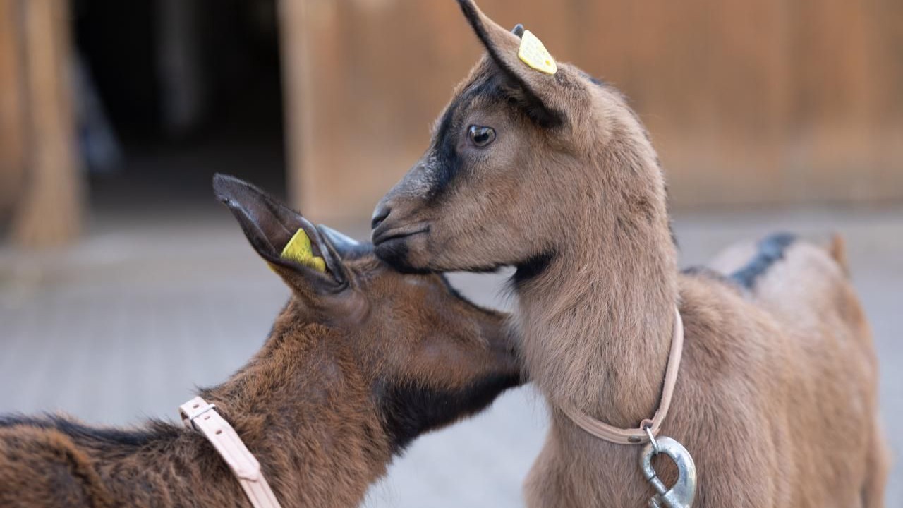 Photo of Others in Durrenroth