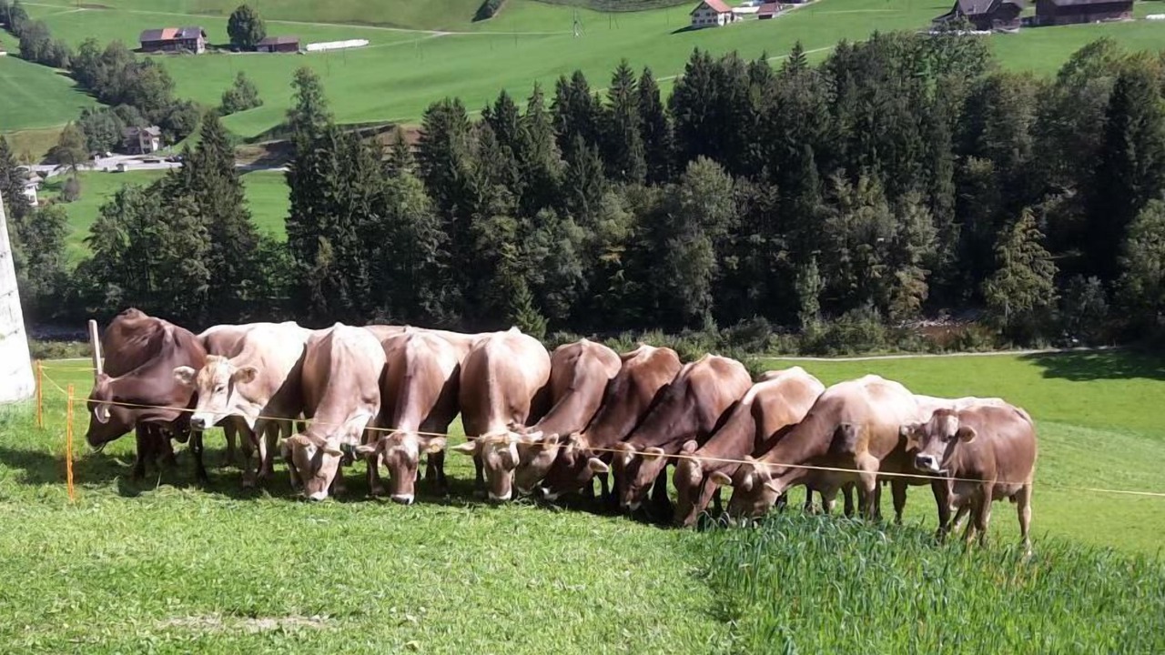 Photo of Others in Fluehli