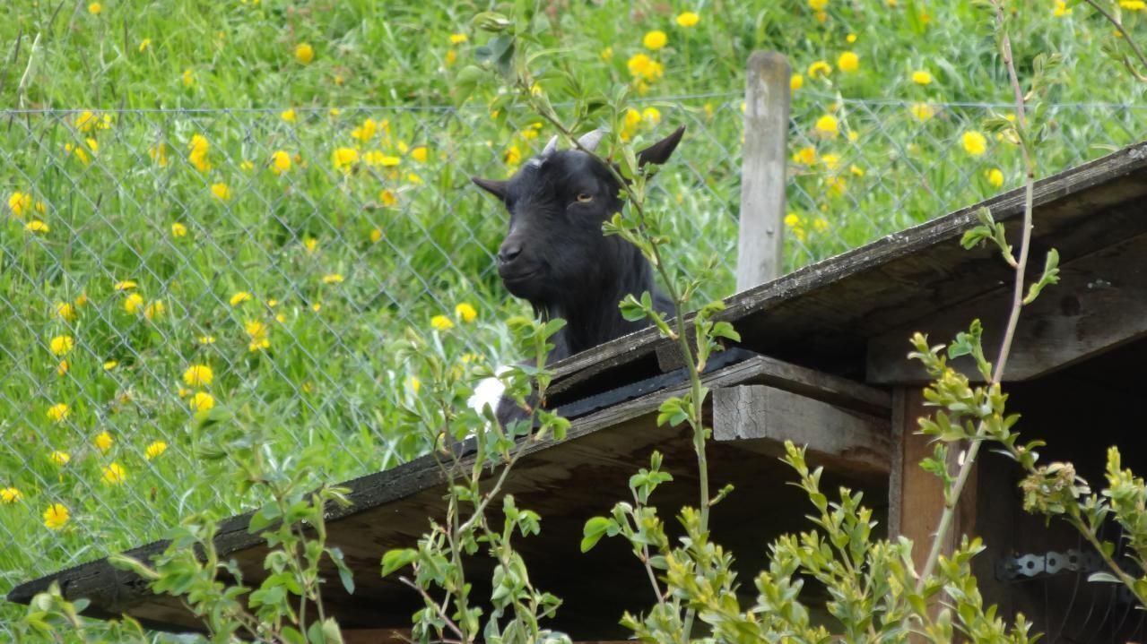Photo of Others in Signau