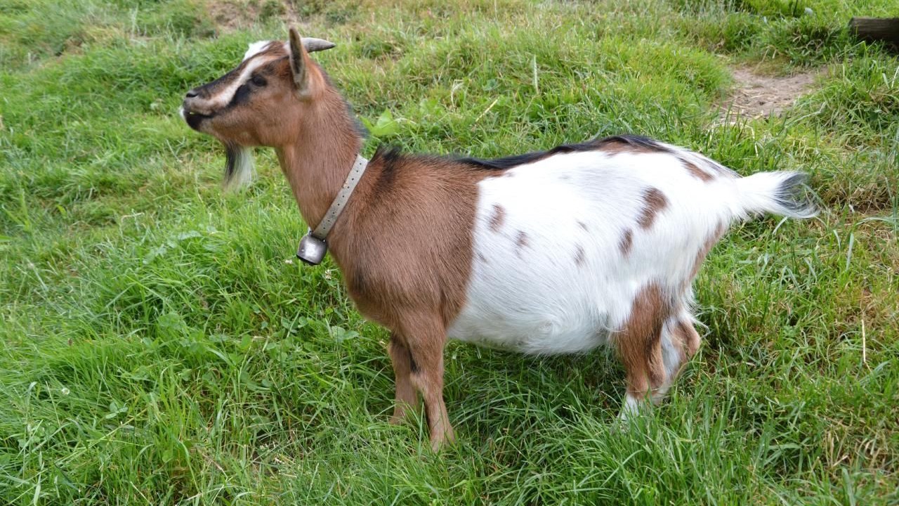 Photo of Others in Signau