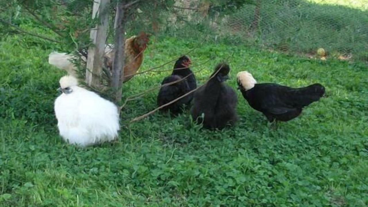 Photo of Others in Vrvari