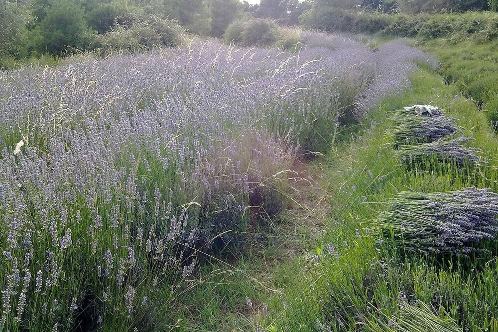 Photo of Outdoor in Viver i Serrateix