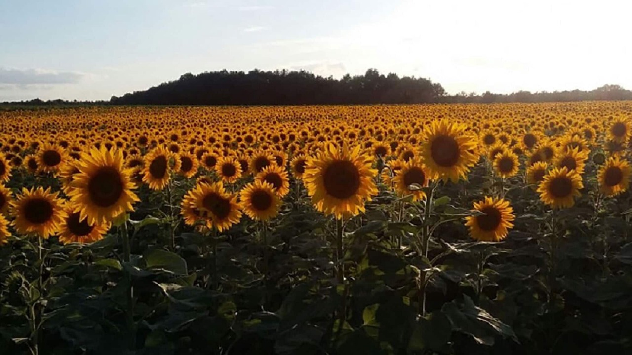 Photo of Outdoor in La Chapelle-Blanche-Saint-Martin