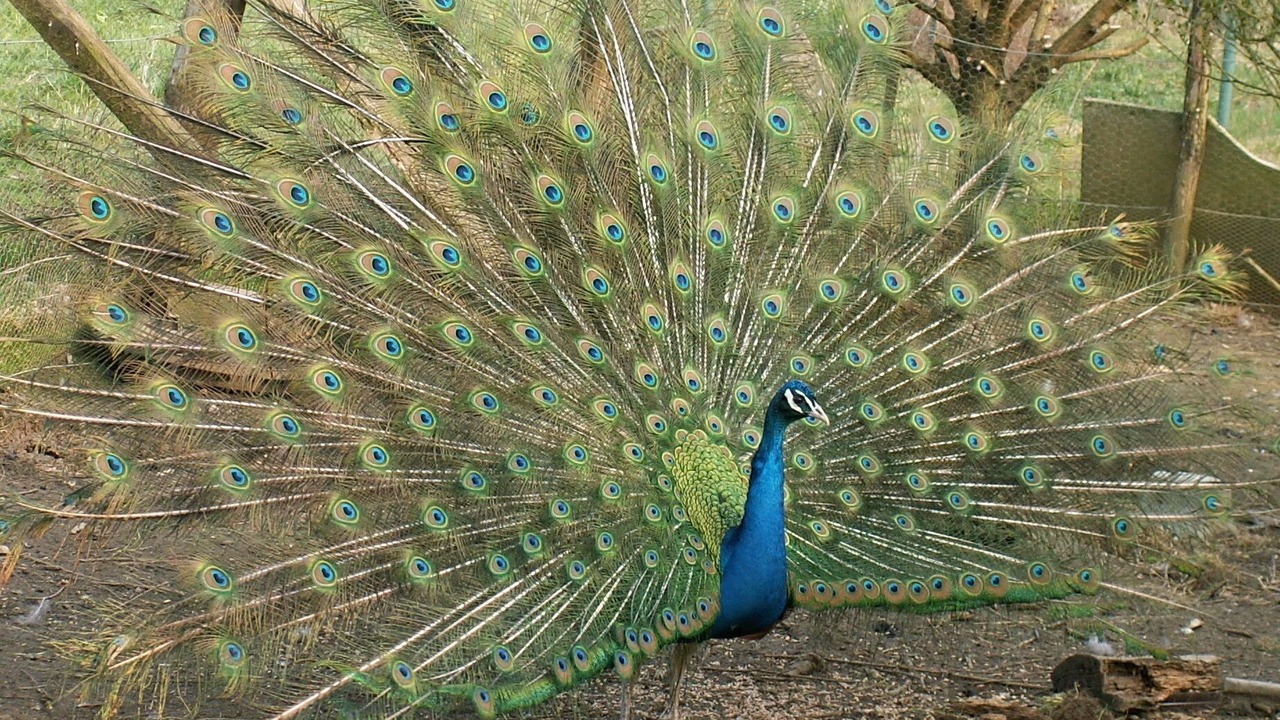 Photo of Outdoor in Wassy
