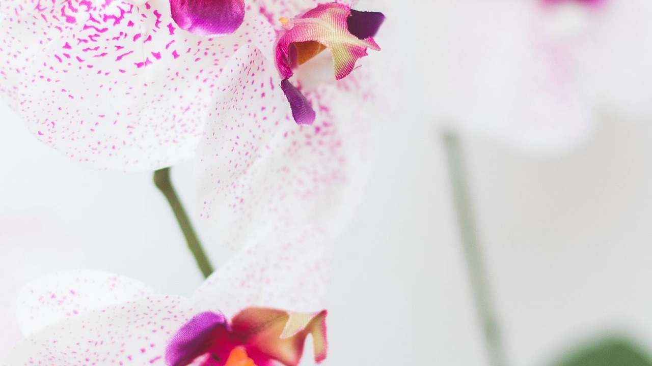 Photo of Others in Perth