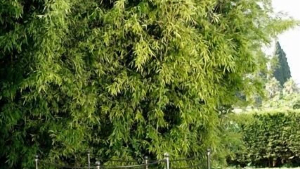 Photo of Outdoor in Pegomas