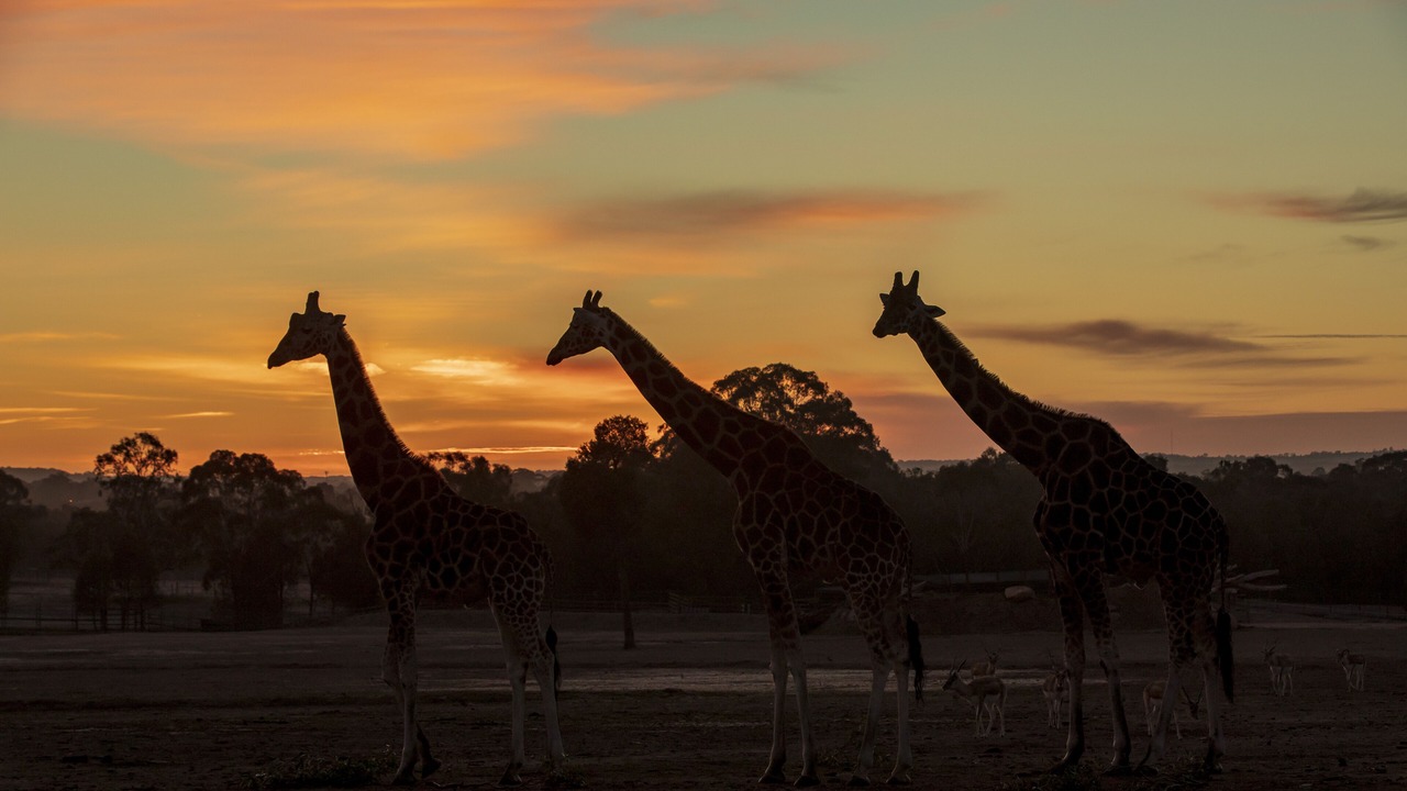 Photo of Others in Dubbo