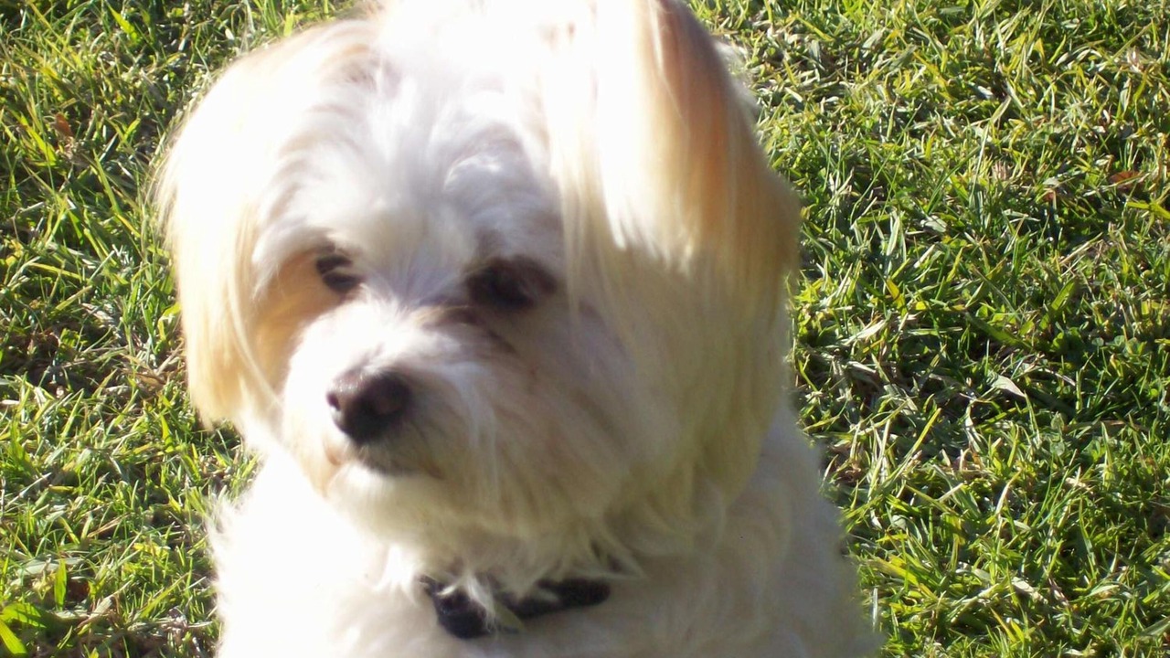 Photo of Others in Allans Flat