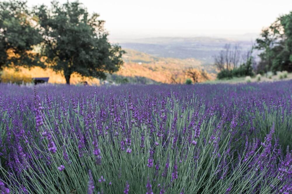 Photo of Outdoor in Glen Ellen