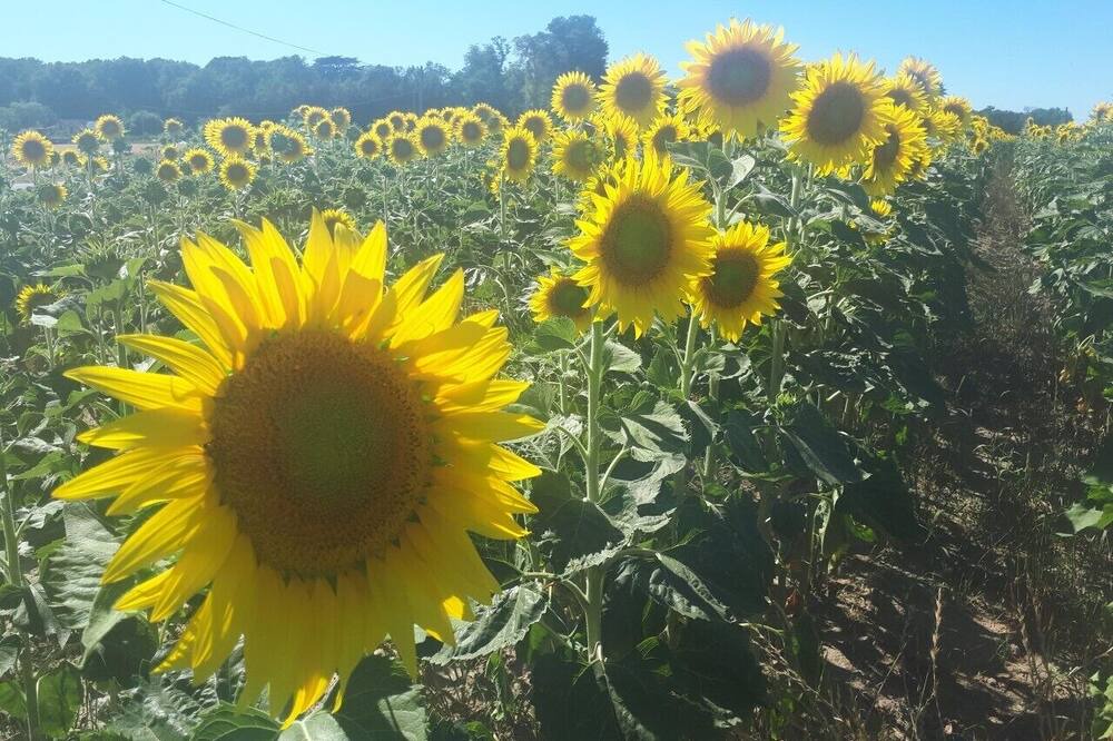 Photo of Outdoor in Aubigne-Racan