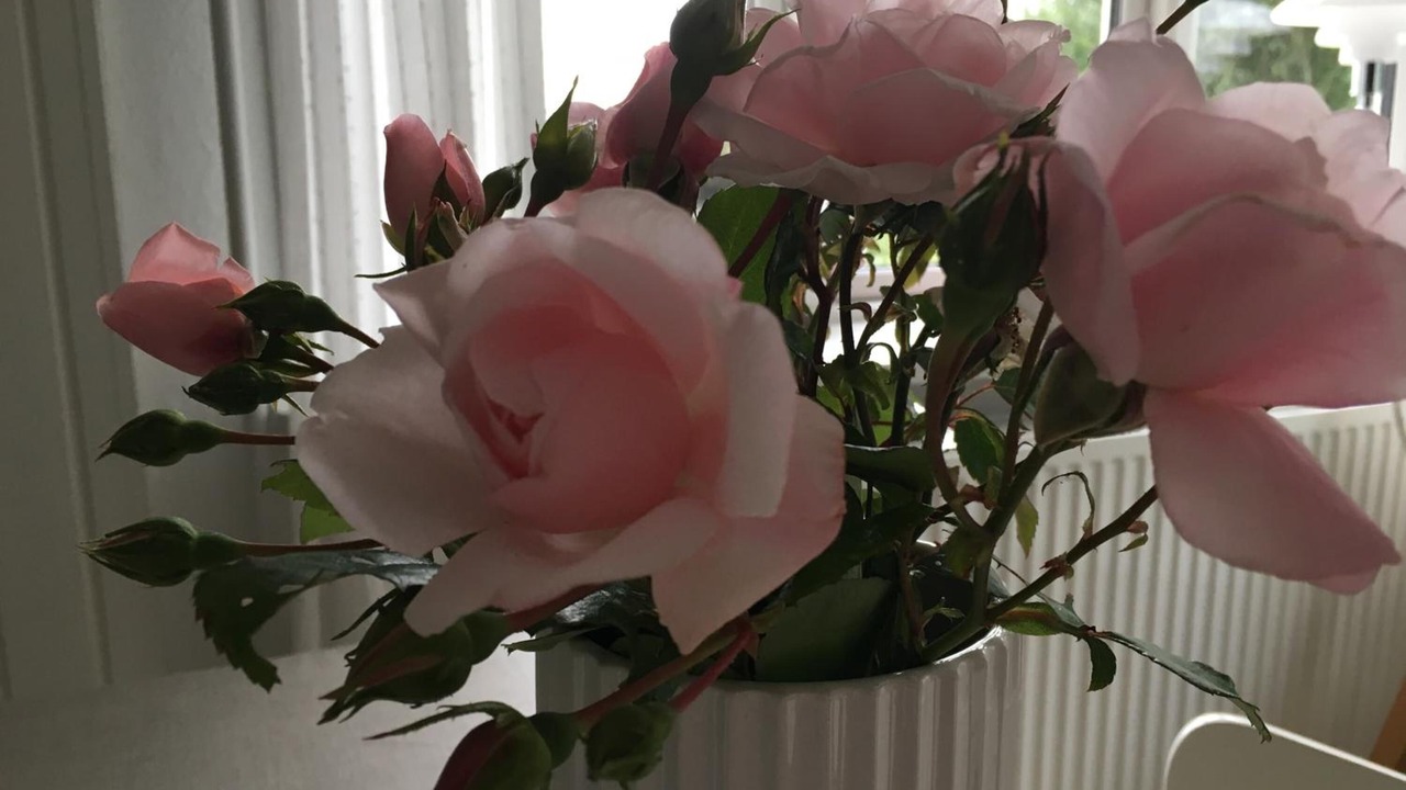 Photo of Others in Nykobing Mors