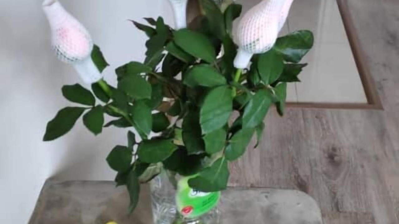 Photo of Others in Mentakab