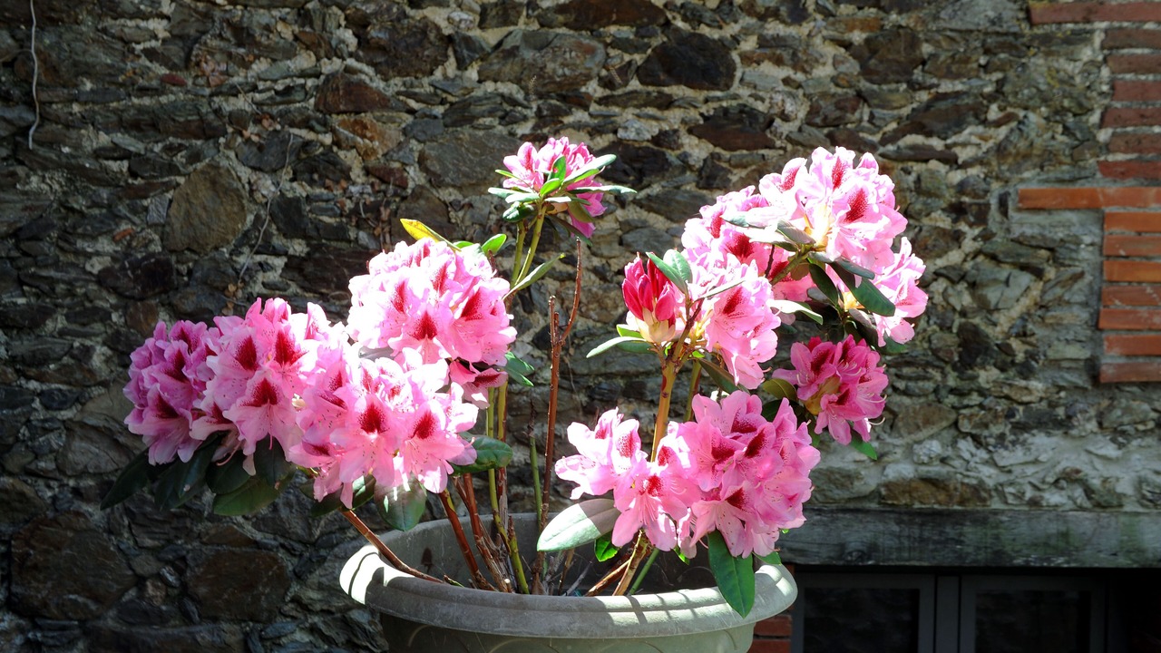 Photo of Outdoor in Oms