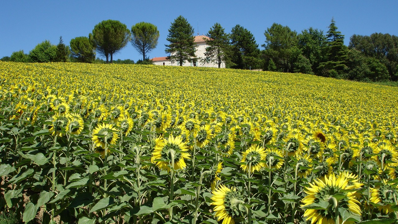 Photo of Others in Sainte-Livrade-sur-Lot