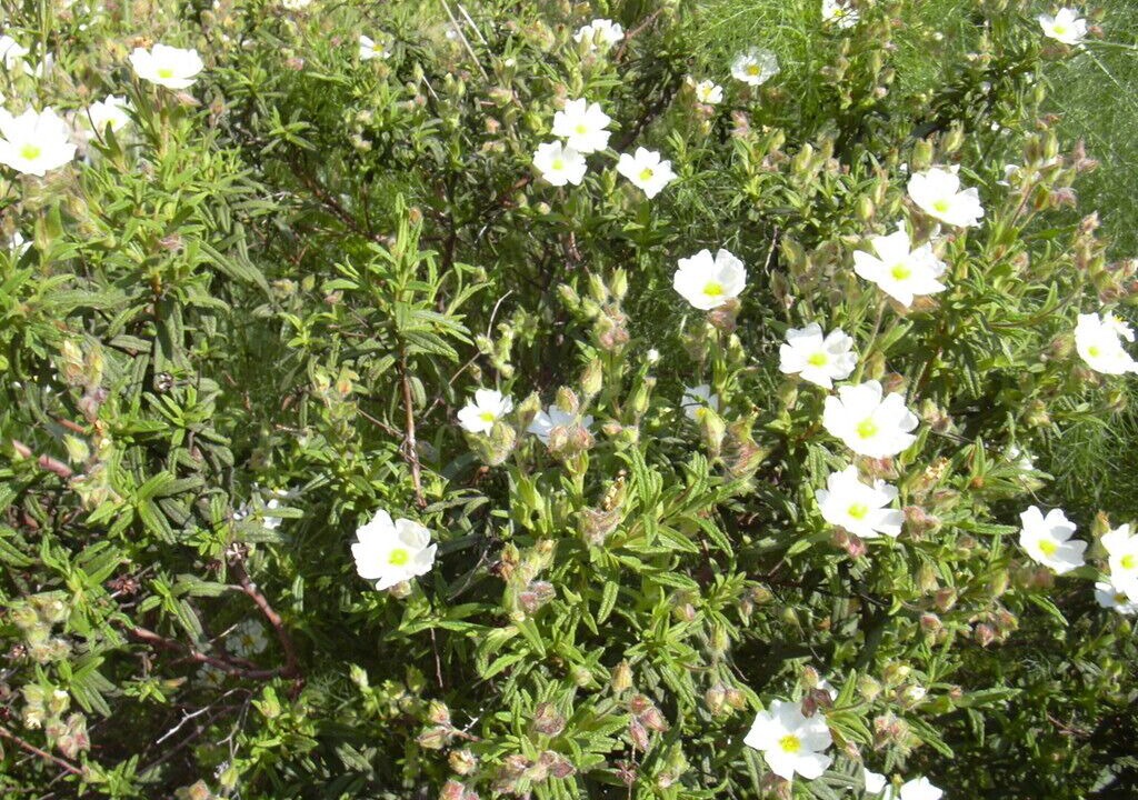 Photo of Outdoor in Cabrieres