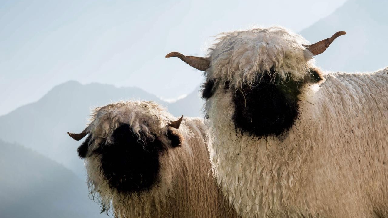 Photo of Others in Reichenbach
