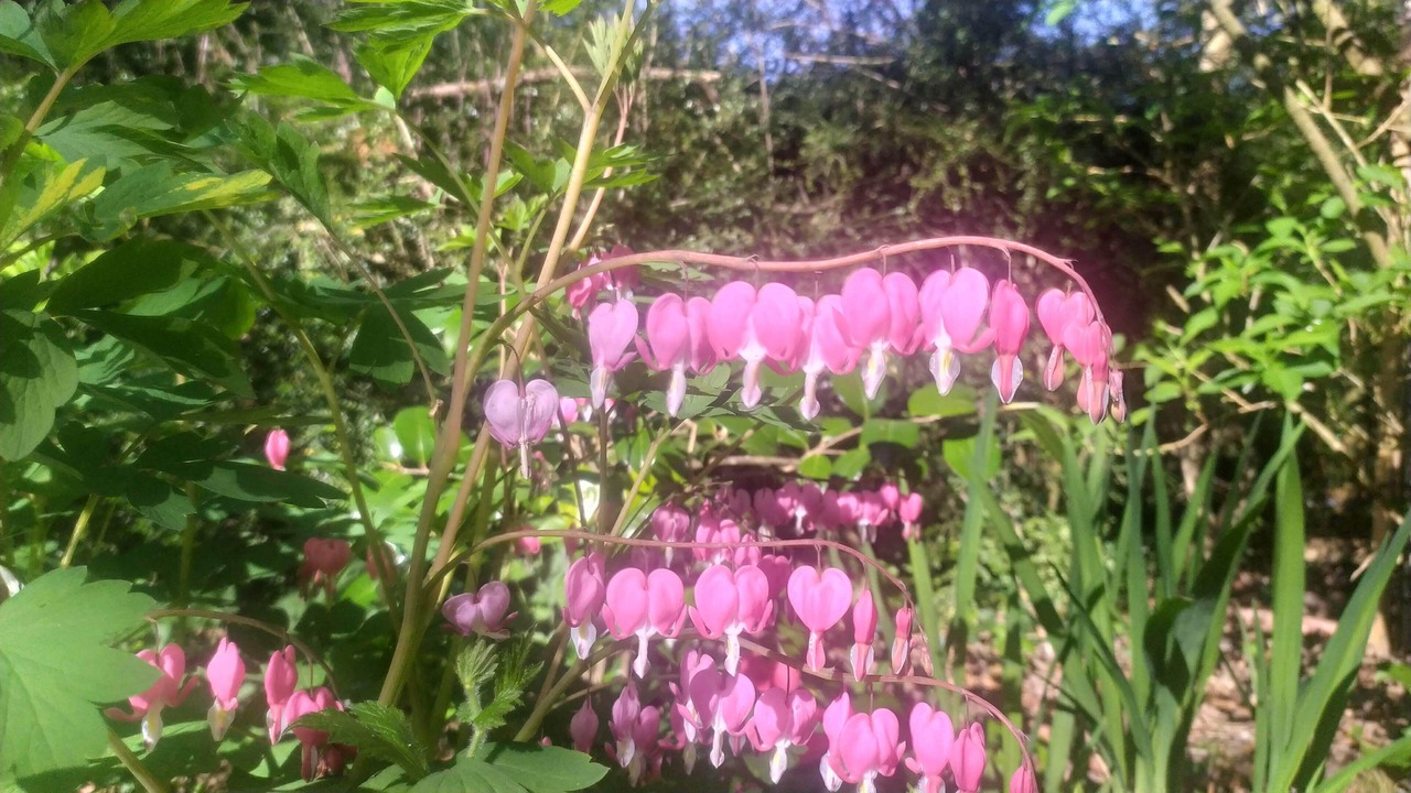 Photo of Outdoor in Ibsley