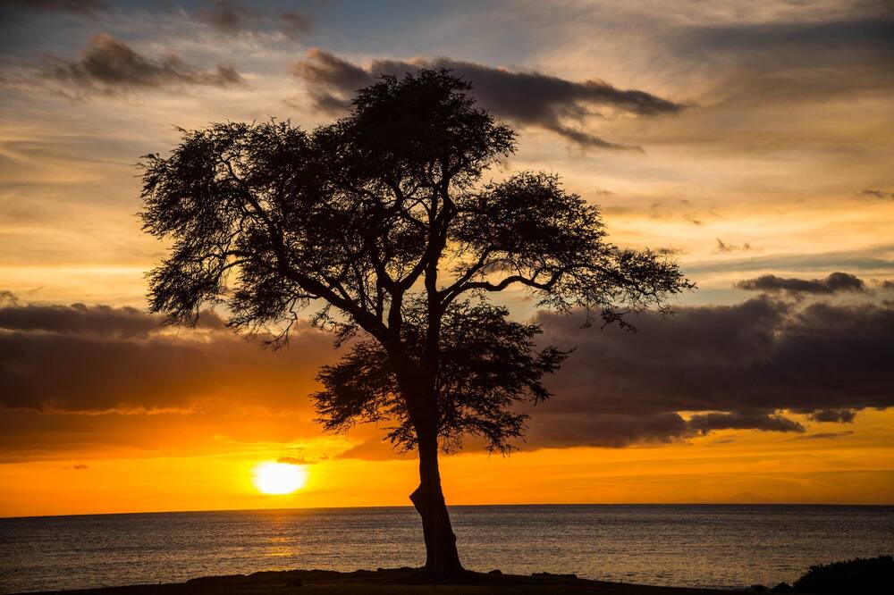 Photo of Others in Ko Olina