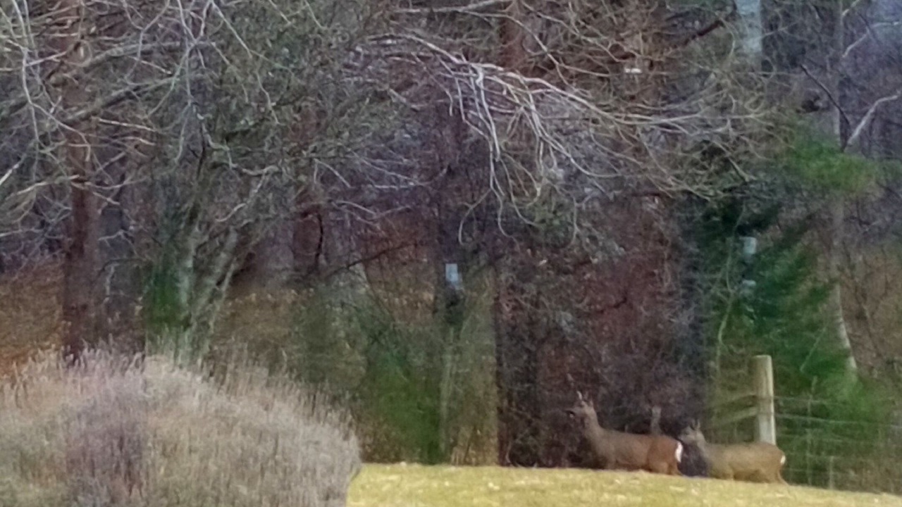 Photo of Outdoor in Balnain