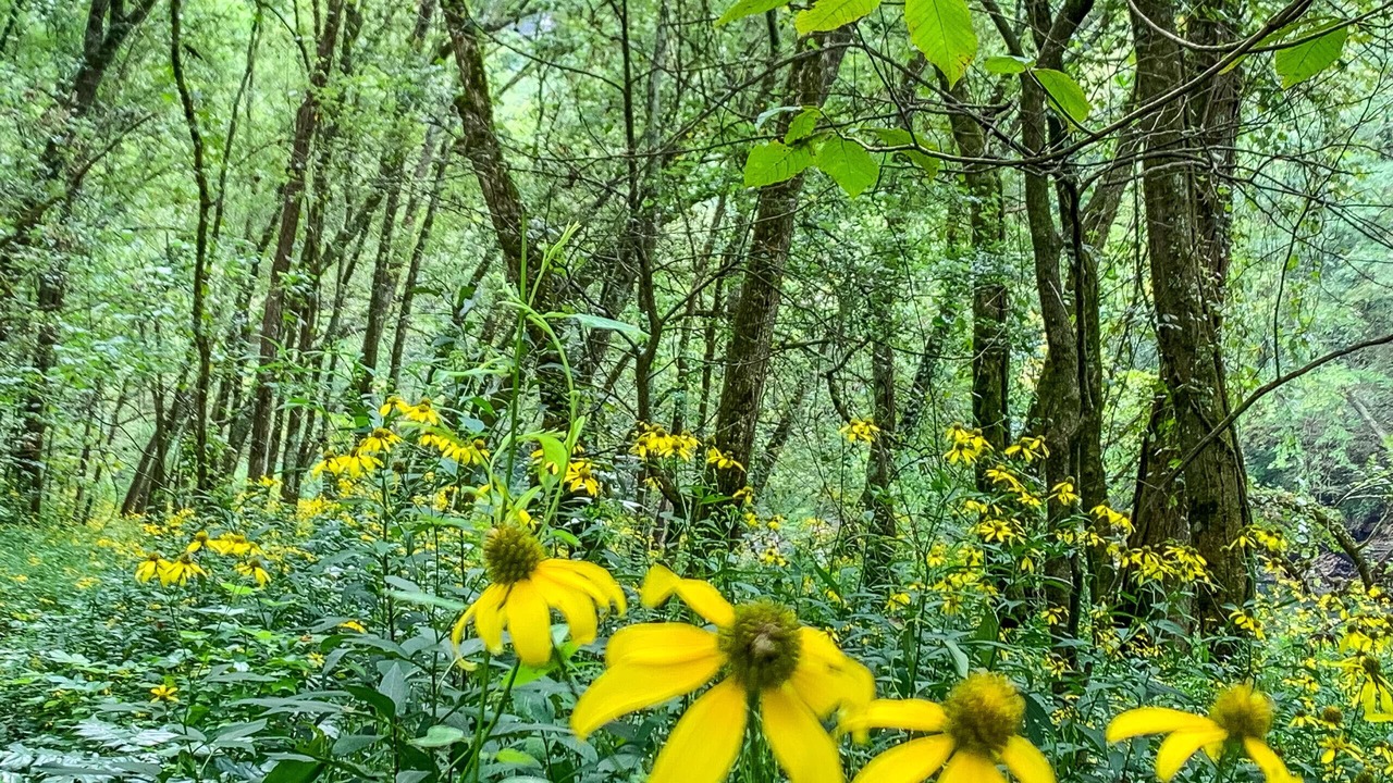 Photo of Outdoor in Heber Springs
