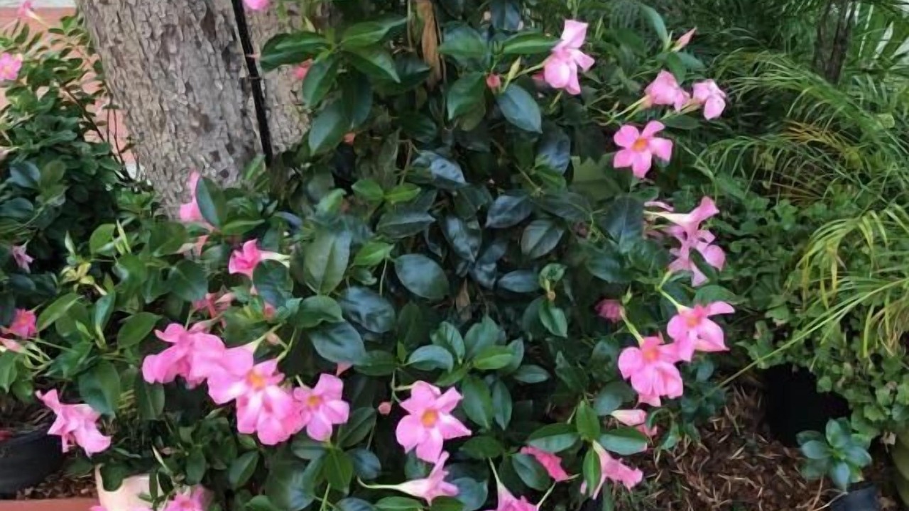 Photo of Outdoor in Pico - Robertson