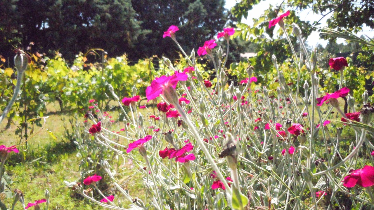 Photo of Outdoor in Banne
