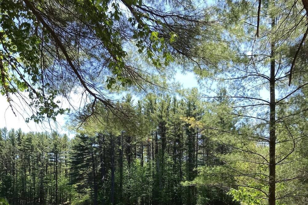 Photo of Outdoor in Forestport