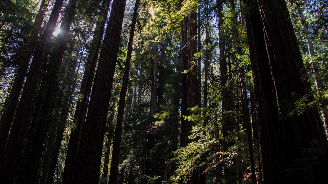 Photo of Others in Guerneville
