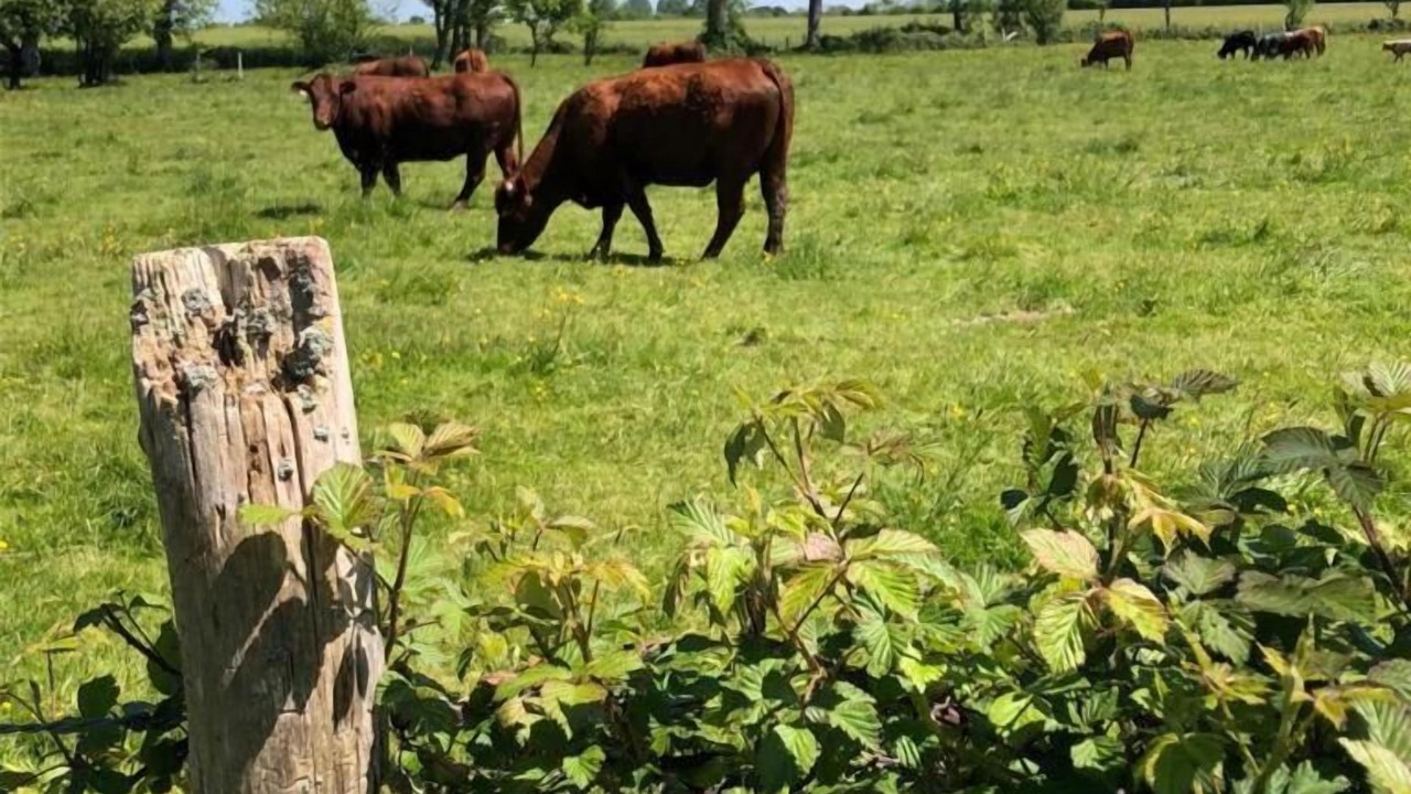 Photo of Outdoor in Colombiers