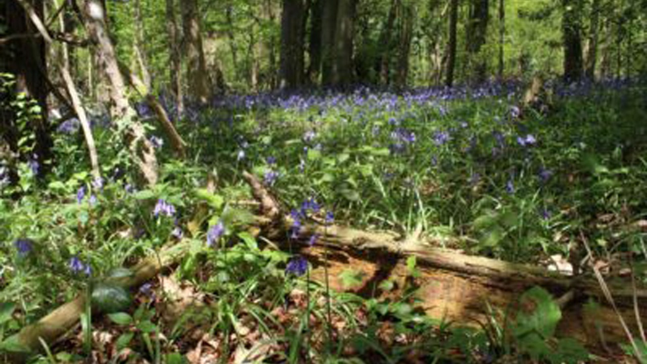 Photo of Outdoor in Chalford