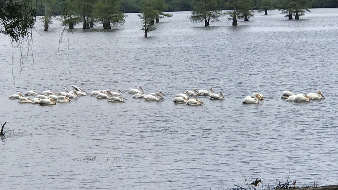 Photo of Others in De Soto Parish