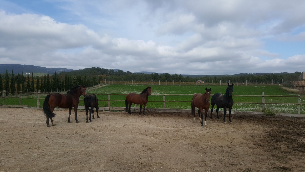 Photo of Others in Torrelles de Foix