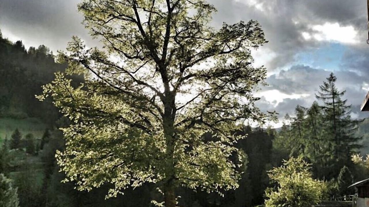 Photo of Outdoor in Lourtier