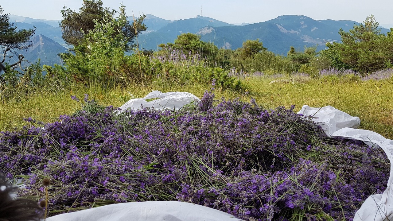 Photo of Outdoor in Theus