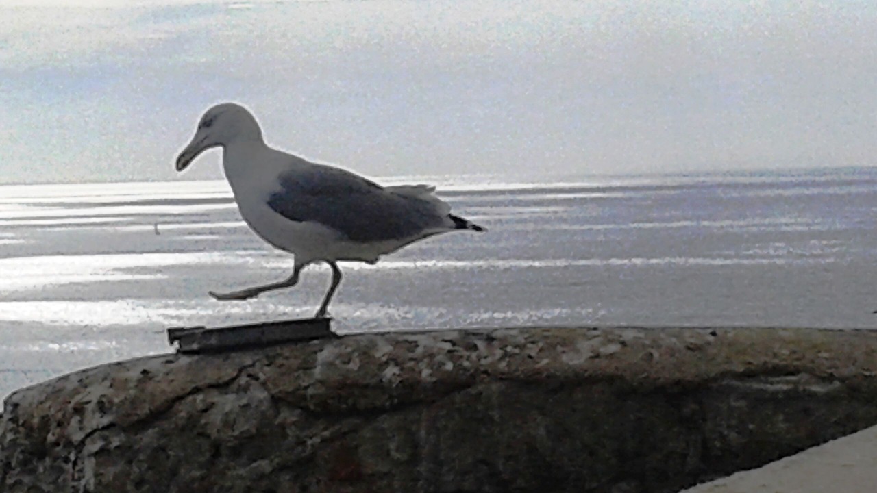Photo of Others in Sorbo-Ocagnano