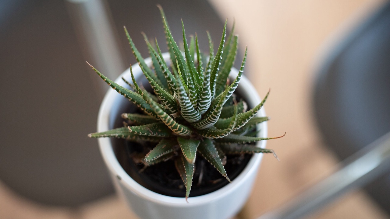 Photo of Others in Darley