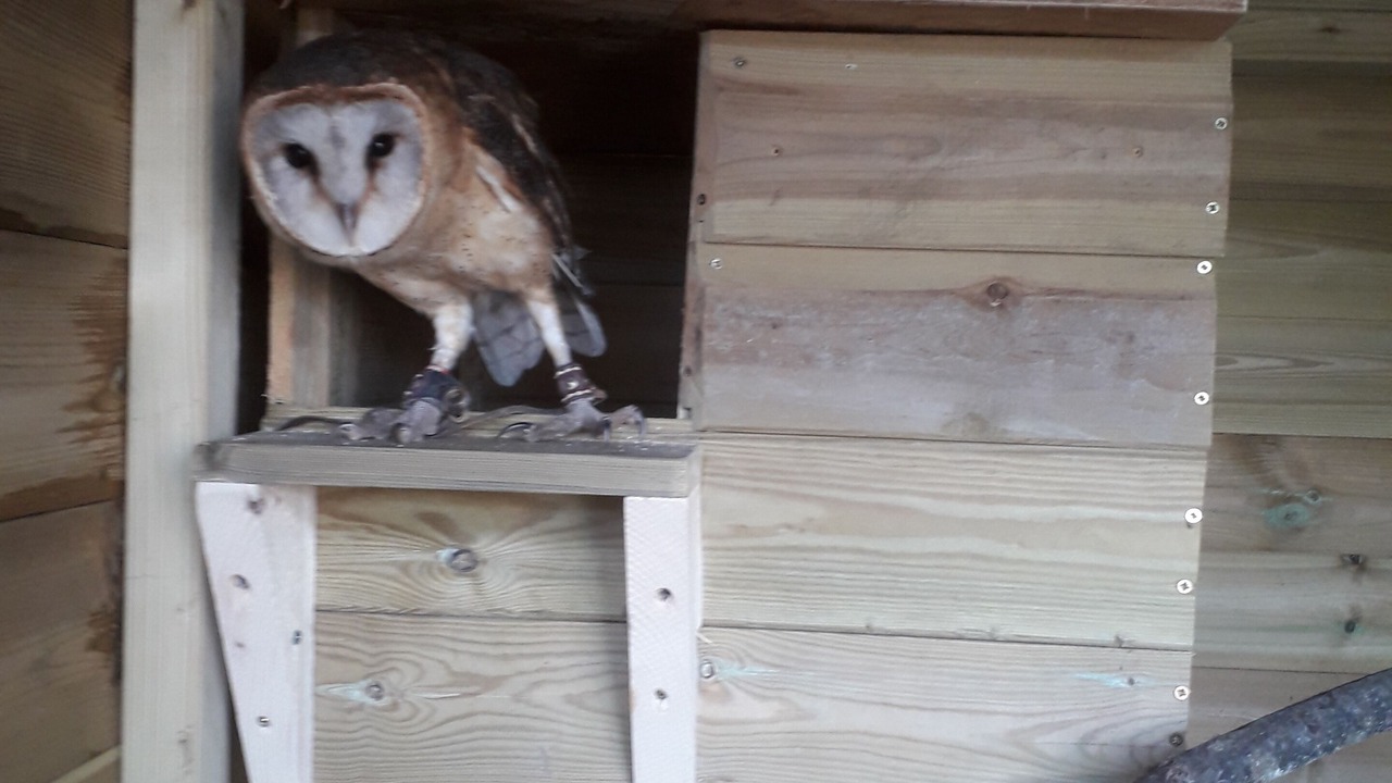 Photo of Others in Rhayader