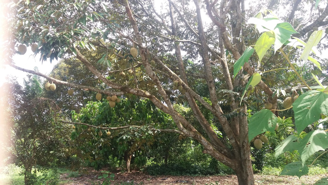 Photo of Outdoor in Sepang