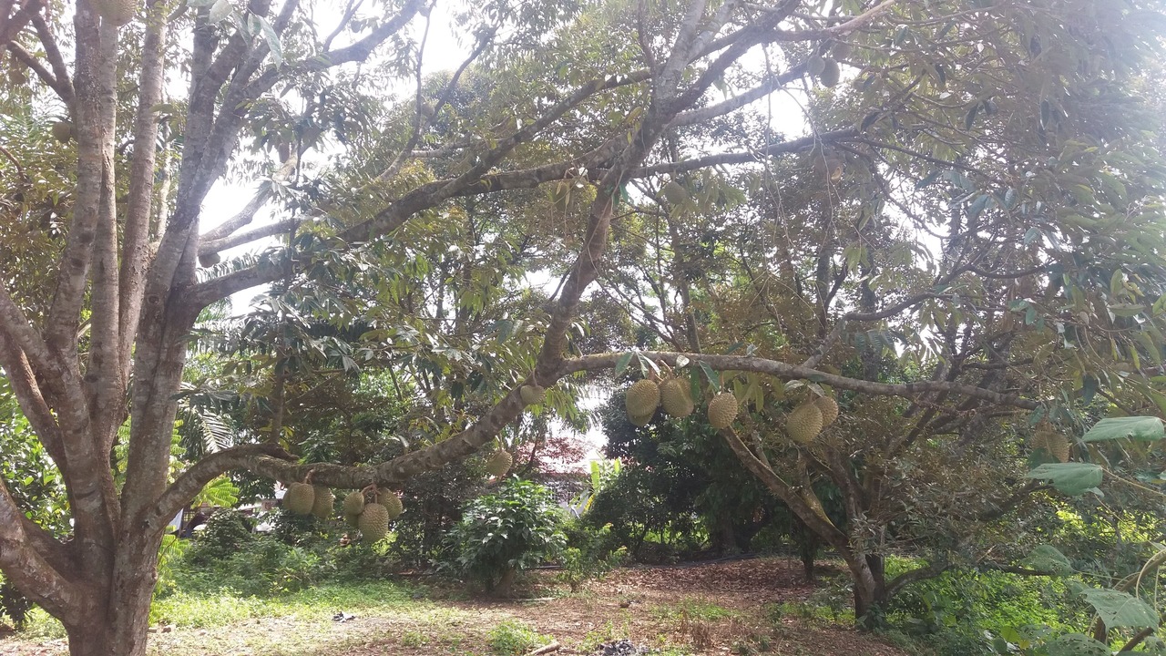 Photo of Outdoor in Sepang