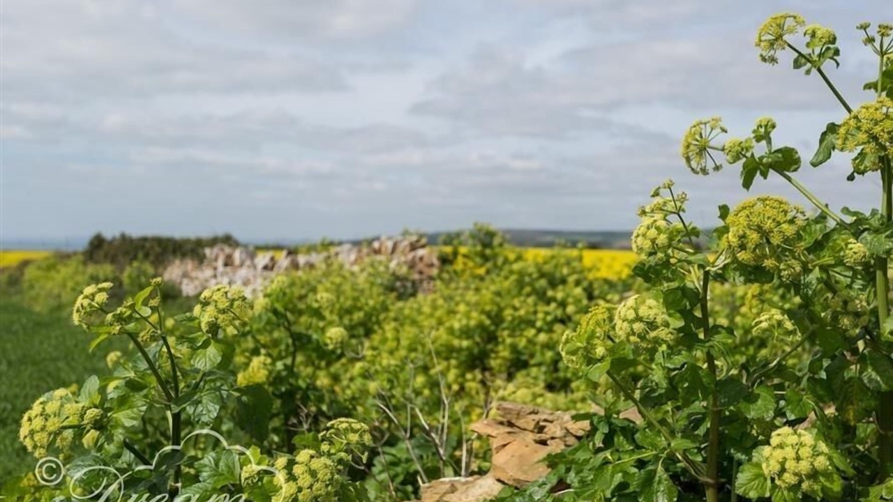 Photo of Others in Littlebredy