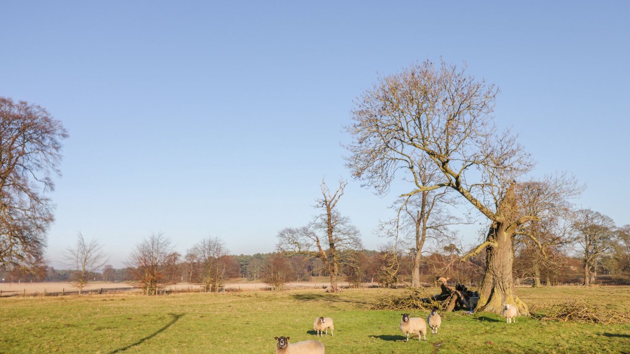 Photo of Others in Nettleton