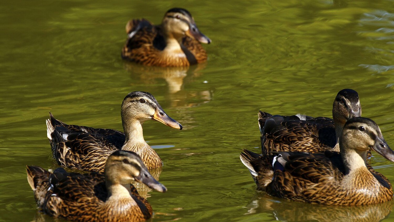 Photo of Others in Teigngrace