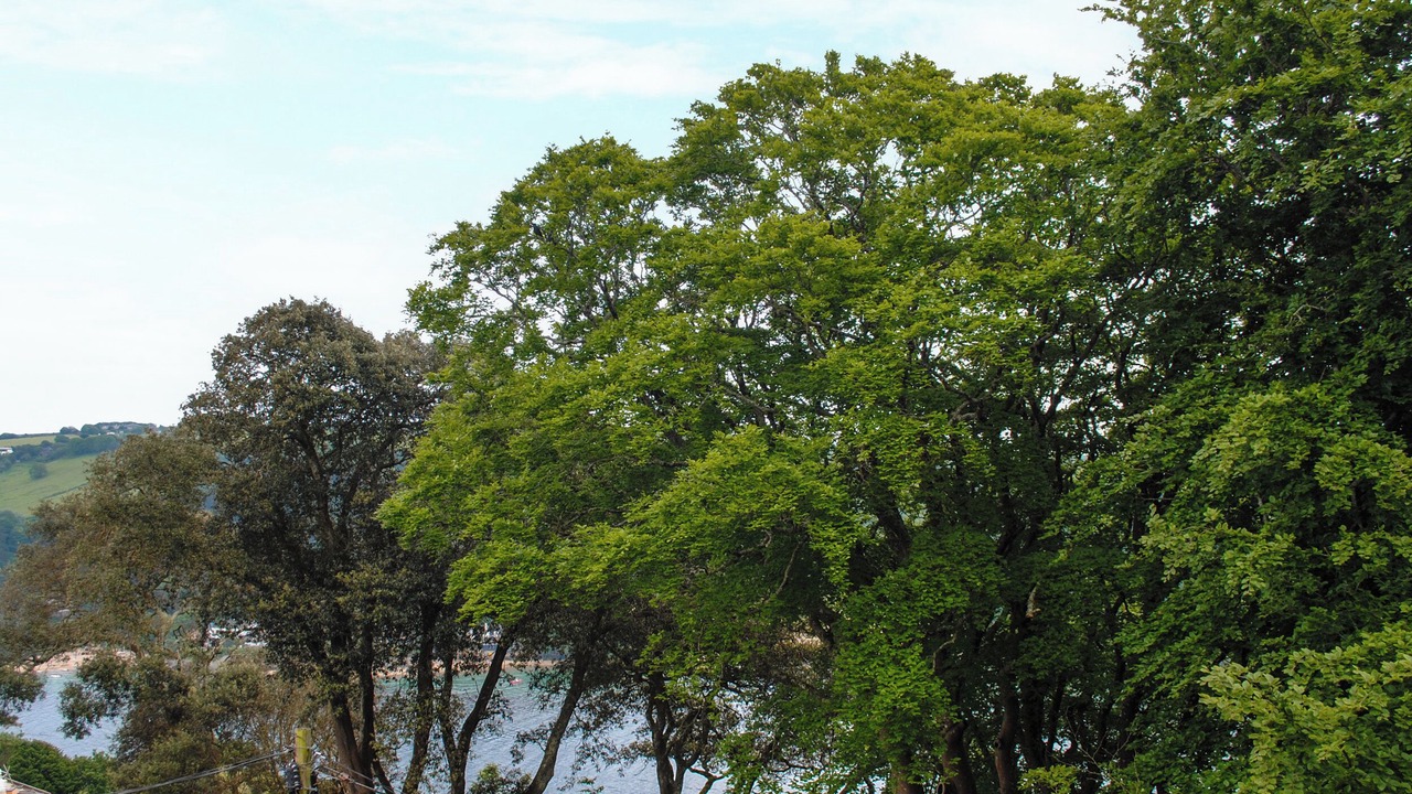 Photo of Others in Salcombe