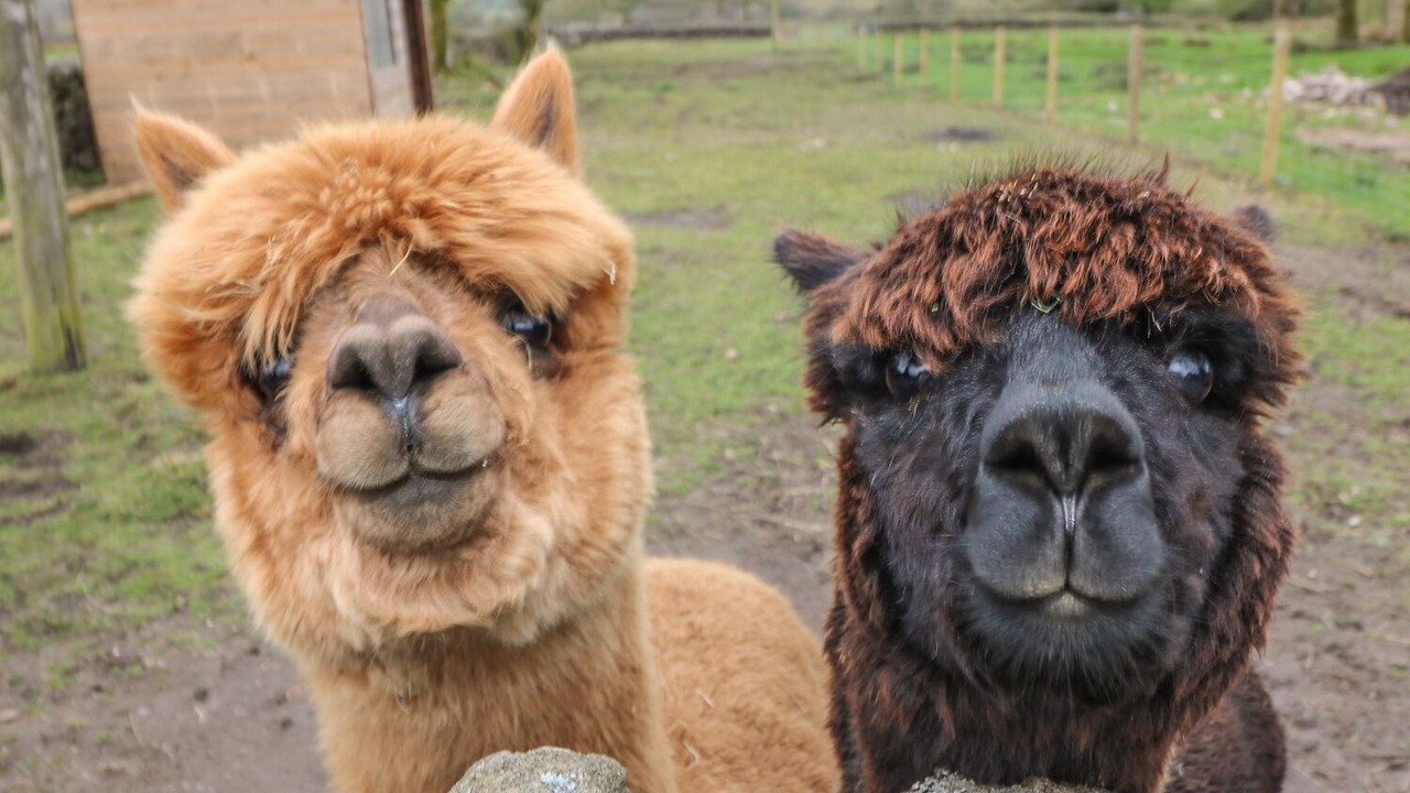 Photo of Others in Cotton