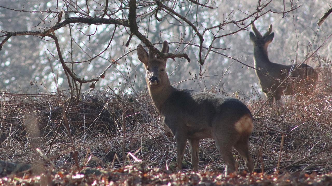 Photo of Others in Wimborne