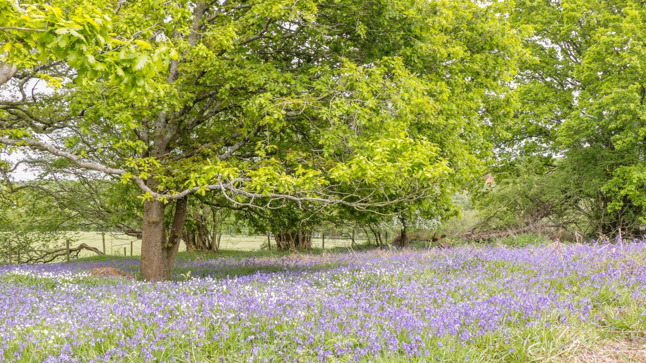 Photo of Others in Wimborne