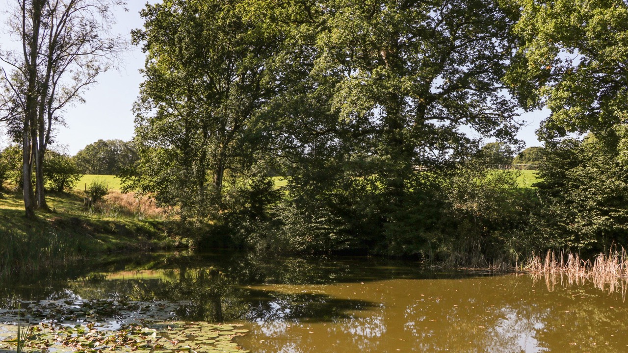 Photo of Others in New Forest District