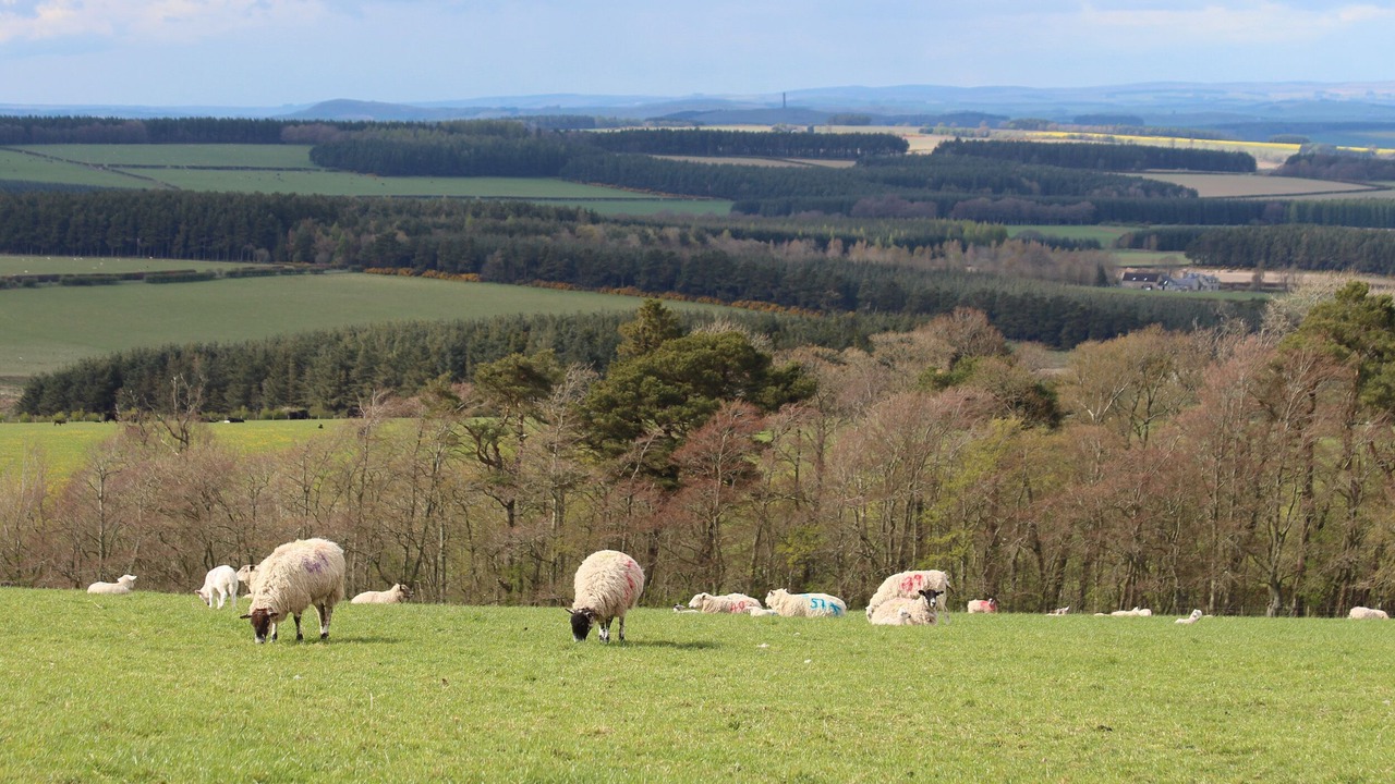 Photo of Others in Jedburgh