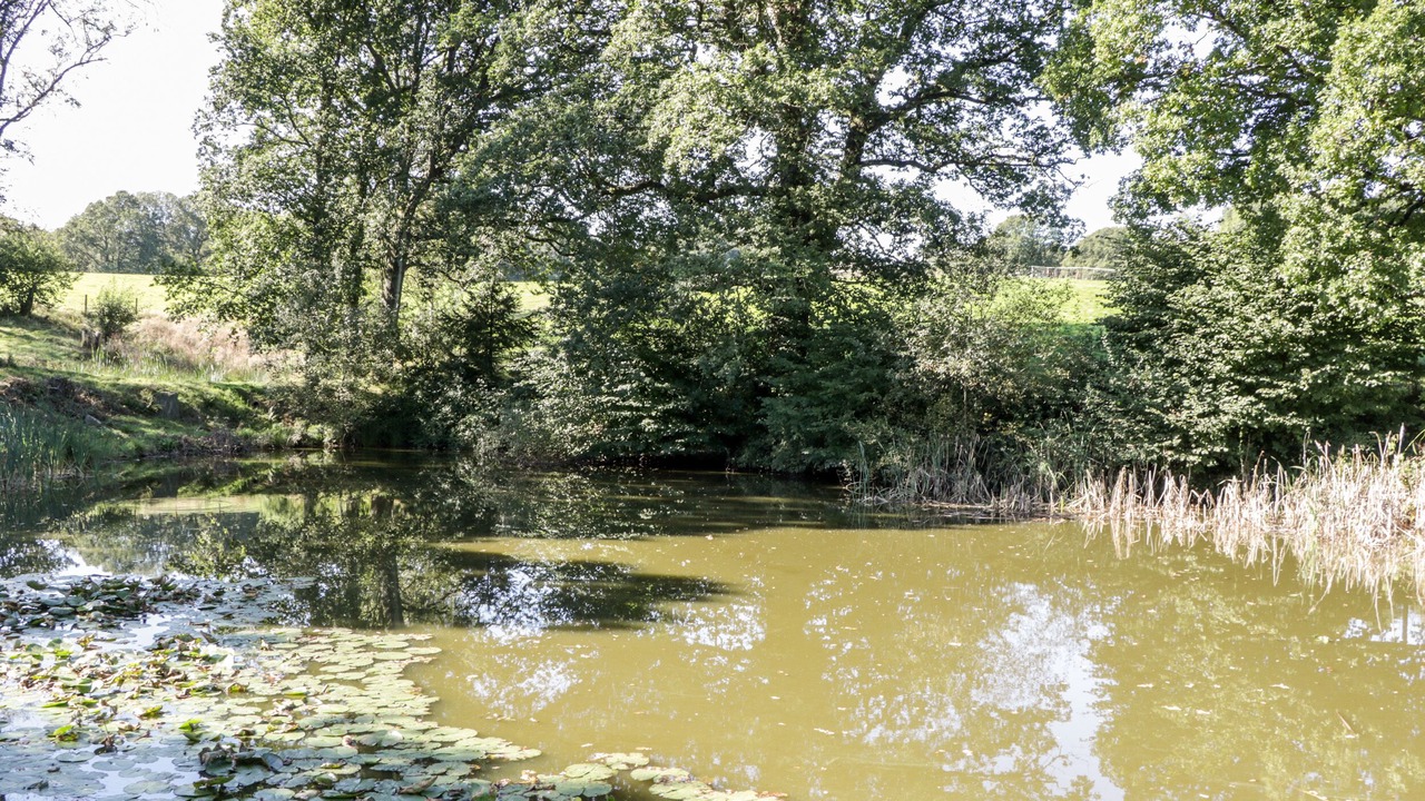 Photo of Others in New Forest District