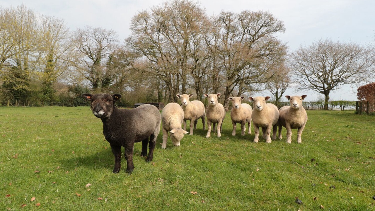 Photo of Others in Westbrook Court
